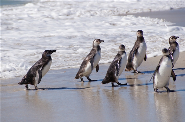 Carcass__Penguin_Magellanic_DSC05534.jpg - Magellanic Penguins - Carcass Island, Falkland Islands