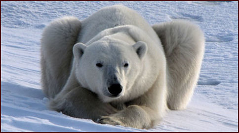 wildlife photos - Polar Bear, Churchill, Canada