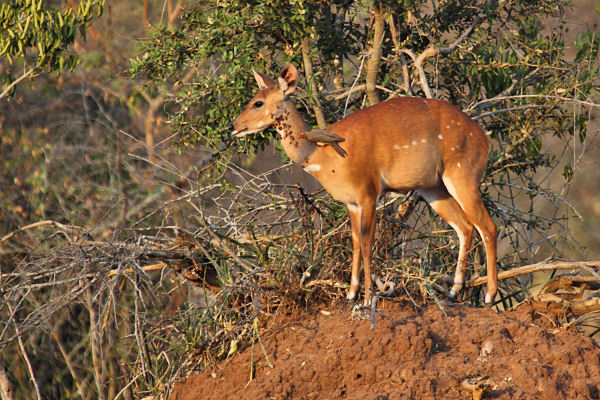 BushBuck_6678.jpg