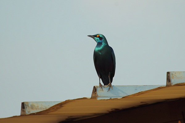 GreaterBlueEaredStarling_6669.jpg