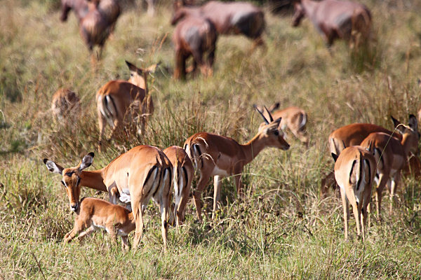 Impala&Topi_6590.jpg