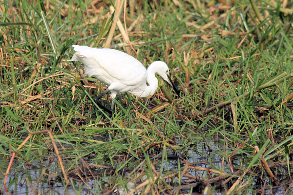 LittleEgret_6657.jpg