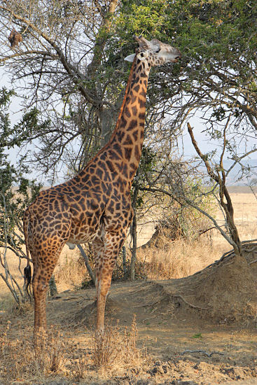 MaasaiGiraffe_2466v.jpg