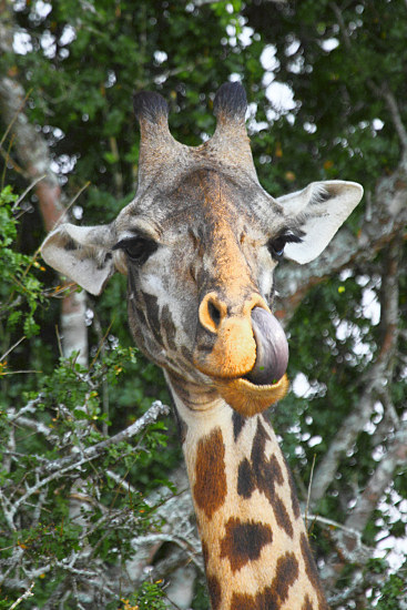 MaasaiGiraffe_6574v.jpg