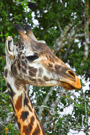 MaasaiGiraffe_6575v.jpg