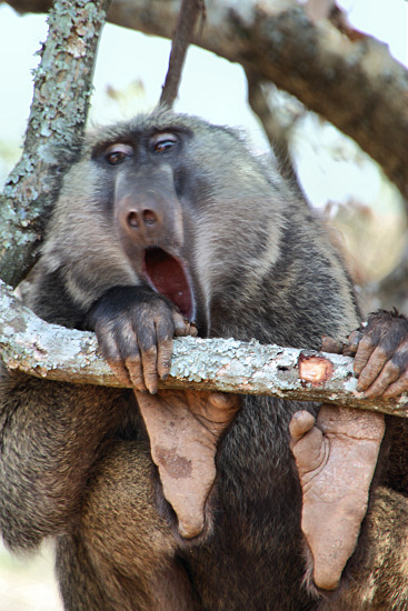OliveBaboons_2498v.jpg