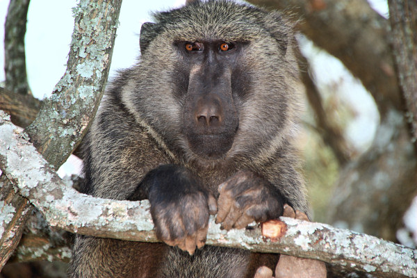 OliveBaboons_2500.jpg