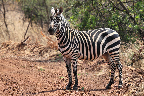 Zebra_6621.jpg