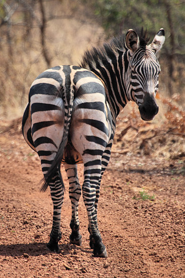 Zebra_6623v.jpg
