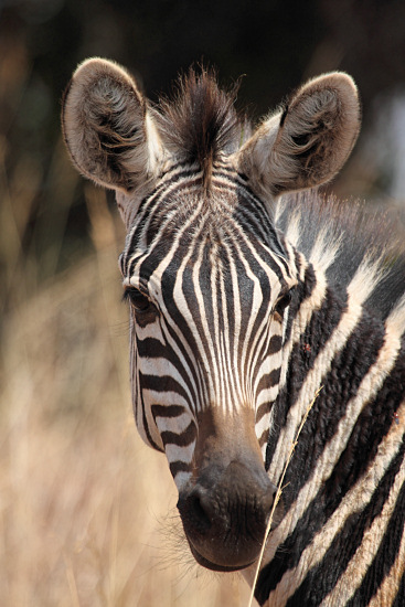 Zebra_6624v.jpg