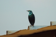 GreaterBlueEaredStarling_6669