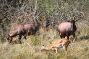 Impala&Topi_6601