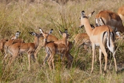 Impala_6596