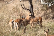 Impala_6598
