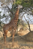 MaasaiGiraffe_2466v