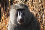 OliveBaboons_6647g