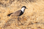 SpurWingLapWingPlover_6655