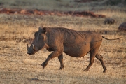 WartHogs_6687