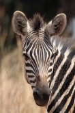 Zebra_6624v
