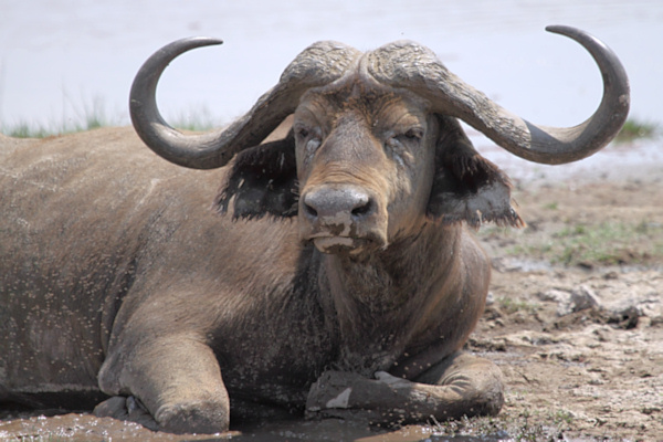 BuffaloDying_5524.jpg