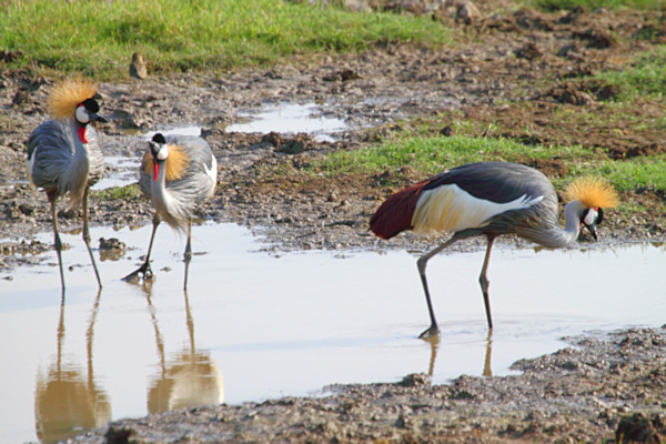 GreyCrownedCranes_5447.jpg