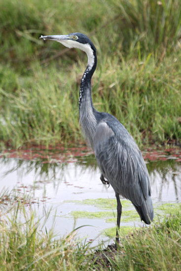 GreyHeron_5479v.jpg