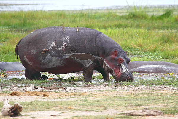 Hippos_5529.jpg