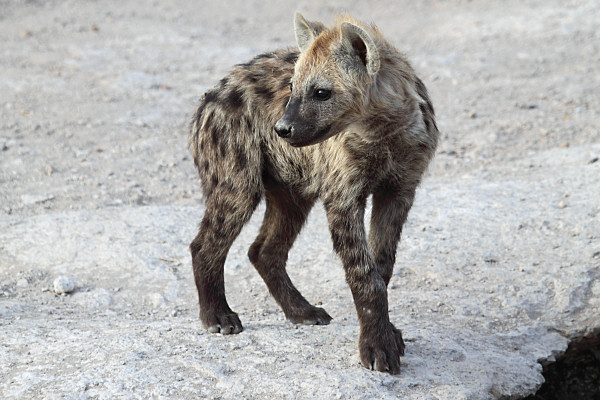 SpottedHyena_5402.jpg
