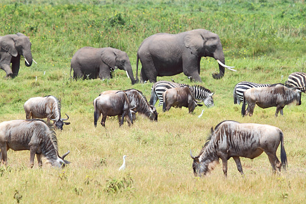 WilderbeestWRZebra&Elephant_5520.jpg