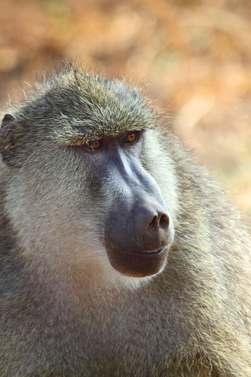 Yellowbaboons_5439v.jpg