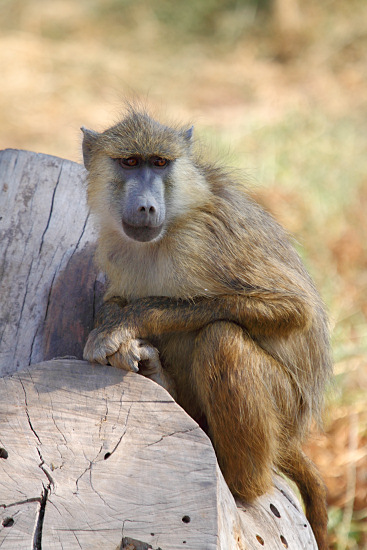 Yellowbaboons_5441v.jpg