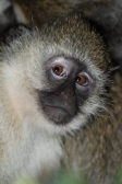 BlackfacedVervetMonkey_5555v