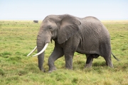 ElephantCrossing_1994