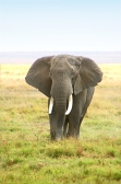 ElephantCrossing_1996_m_3v