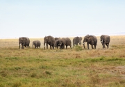 ElephantCrossing_P3_m_1988