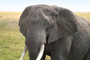 Elephants_5498