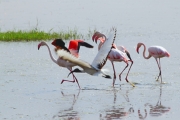 GreaterFlamingos_5473