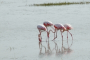 GreaterFlamingos_5476
