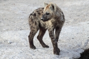 SpottedHyena_5402