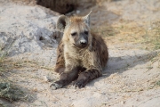 SpottedHyena_5405