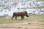 WartHog_5527
