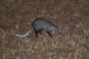 WhiteTailedMOngoose_5576