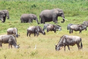WilderbeestWRZebra&Elephant_5520