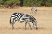 Zebra_5434