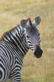 Zebra_5541v