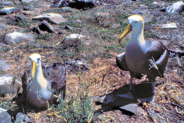 GalEspanola40WaveAlbatross.jpg