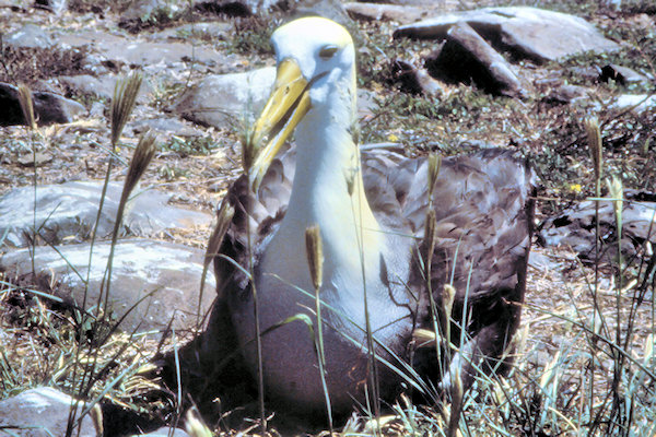 GalEspanola46WaveAlbatross_g.jpg