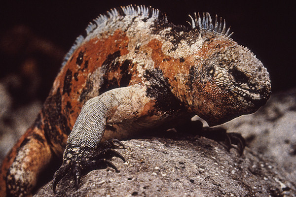 GalEspanola4MaleMarineIguana.jpg