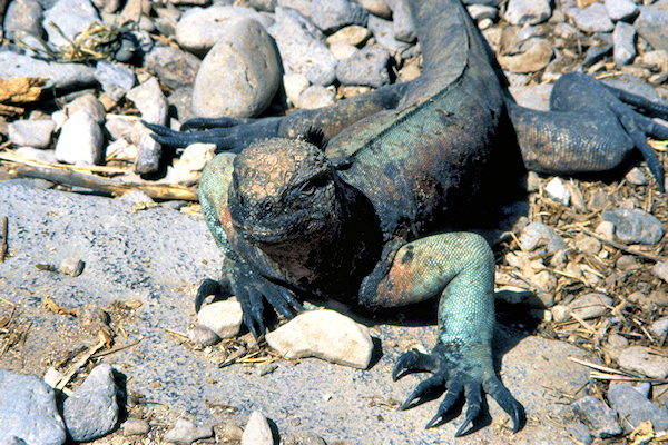 GalEspanola5FemaleMarineIguana.jpg