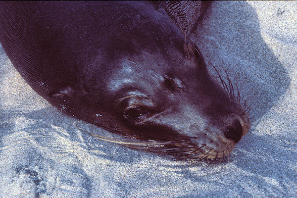 GalIsletLobos13Seal.jpg